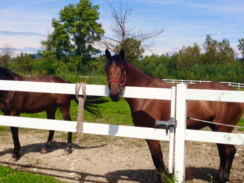 Stable Fencing Installation in Roseville, CA